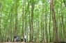 新緑が美しい季節を迎えた「美人林」と呼ばれるブナ林＝新潟県十日町市で2024年5月10日、長谷川直亮撮影