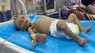 栄養失調に苦しむパレスチナ人の乳児＝ガザ北部で2024年3月26日、ロイター