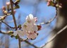 開花した桜＝京都市中京区で2024年3月29日午後2時18分、水谷怜央那撮影