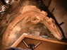 新種と判明したクジラの化石＝群馬県立自然史博物館提供