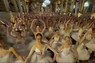 米東部ニューヨークで、同時につま先立ちのポーズをとる世界記録の更新に挑んだバレエダンサーら＝2024年4月17日、AP