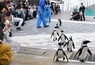 ペンギンビーチを出て寝床の小屋を目指して歩くケープペンギン＝福岡市東区で2024年4月23日午後4時10分、松本光央撮影