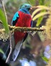 コスタリカのモンテベルデ雲霧林生物保護区内で、ガイドの望遠鏡にスマートフォンを接続してもらい撮影したケツァールの雄。胸の部分が赤く、その他の部分の青や緑とのコントラストが鮮やか。「世界一美しい鳥」とされる＝2024年3月24日、太田裕之撮影