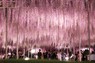 「あしかがフラワーパーク」で見ごろを迎えた藤の花を楽しむ人たち＝栃木県足利市で2024年4月26日、玉城達郎撮影