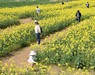 菜の花畑の迷路を散策する家族連れら＝青森県横浜町で2024年4月29日午後1時52分、松本信太郎撮影