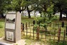 G7サミットの開催を記念して植樹された被爆桜2世のソメイヨシノ＝広島市中区で2024年4月17日午後2時12分、宇城昇撮影